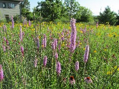 prairie flowers; IAT, WI